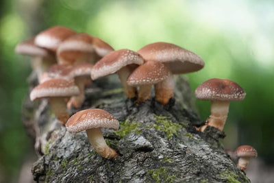 Alternative to Statins: Which Mushrooms Can Help Lower Cholesterol?