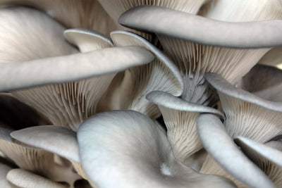 Oyster Mushroom Products