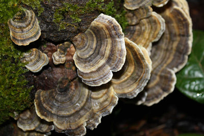 Turkey Tail Products