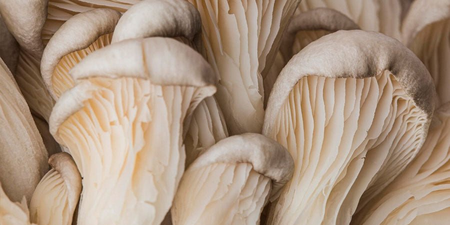 How Grey Oyster Mushrooms Can Support Immune Health