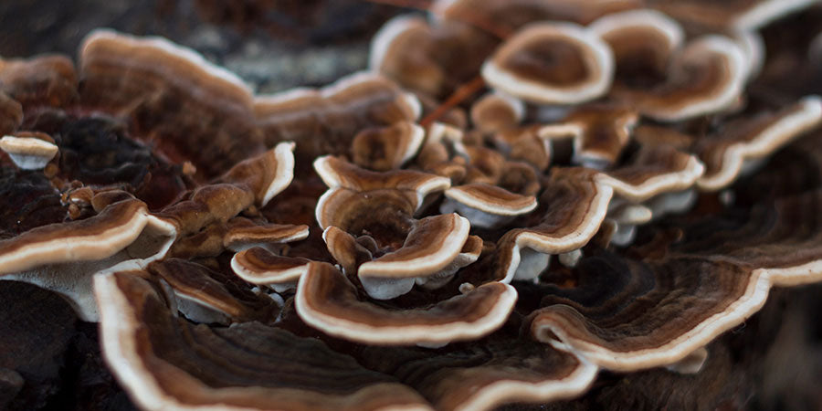 Turkey tail mushroom benefits: A clinical review
