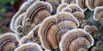 Coriolus: The Turkey Tail Mushroom for Enhanced Immunity