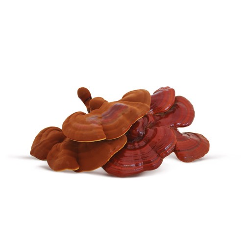 Reishi medicinal mushrooms on white background