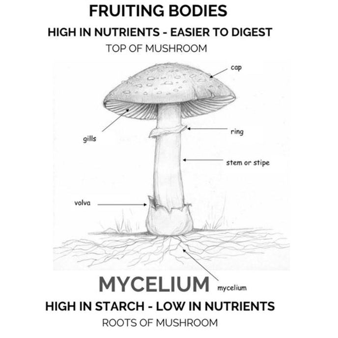 Image for Organic Lions Mane Extract Powder - The Brain Mushroom